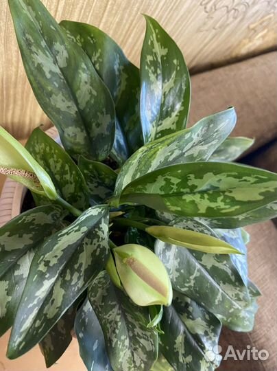 Цветок аглаонема мария