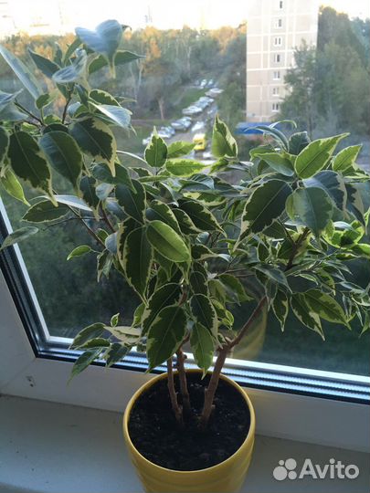 Фикус Бенджамина пестролистный