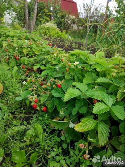 Клубника ремонтантная