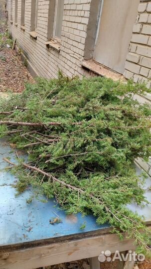 Можжевельник веник,ветки