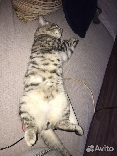 Котик в добрые руки