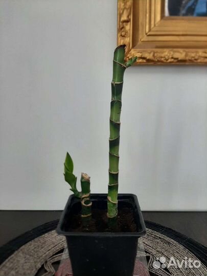 Бамбуковая пальма / пальма драцена