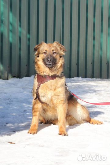 Красивая небольшая собака в дар, Аглая