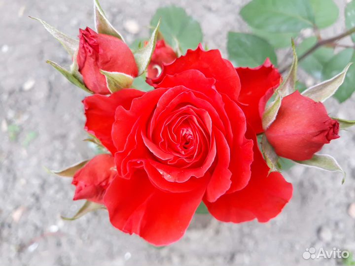 Роза Valentina (Валентина)