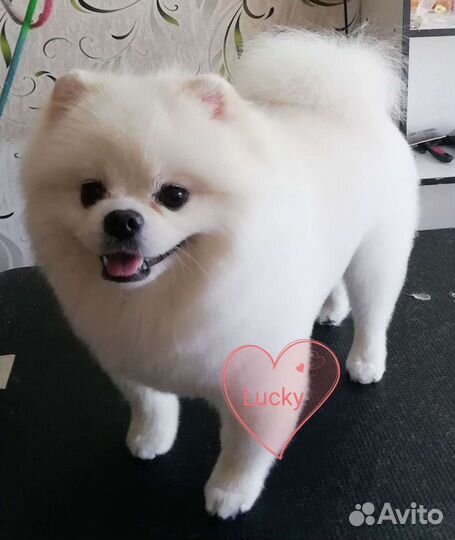 Груминг обучение