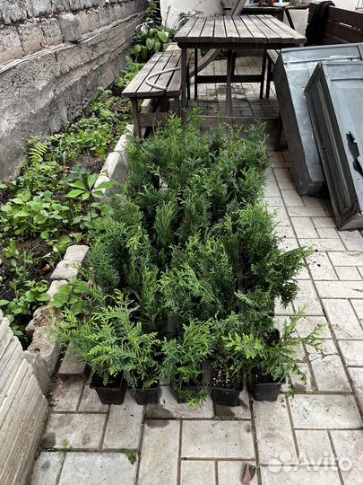 Туя Смарагд