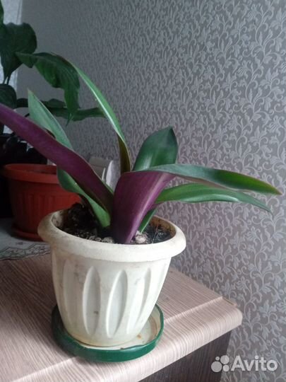 Традесканция