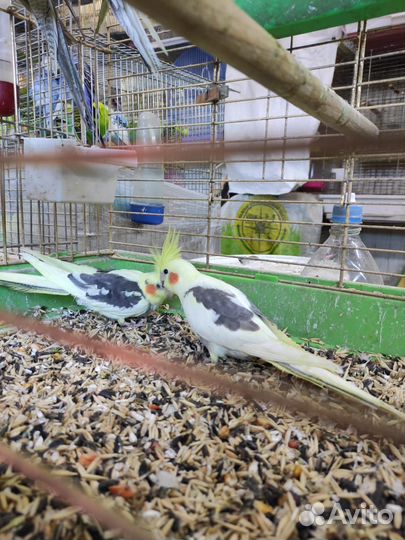 Попугай всех Видов-Ц.Рынок