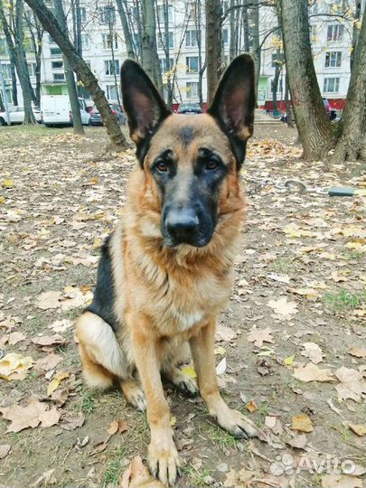 Вязка Немецкой Овчарки