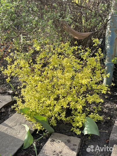 Спирея, магония, гортензия, форзиция и др