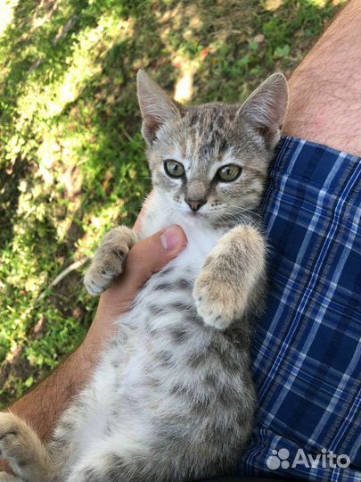 Котята в добрые руки.ищут