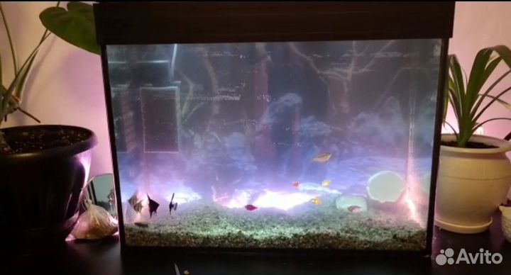 Аквариум