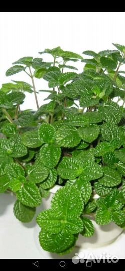 Комнатные растения