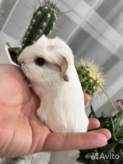 Калифорния морские свинки