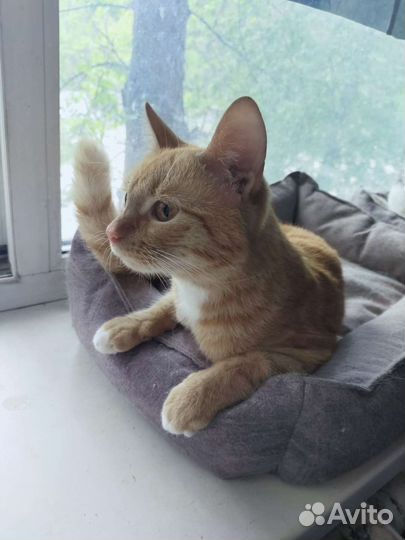 Котята- подростки