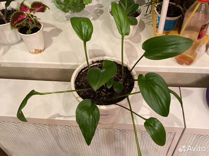 Драцена душистая, Хлорофитум, Дримиопсис