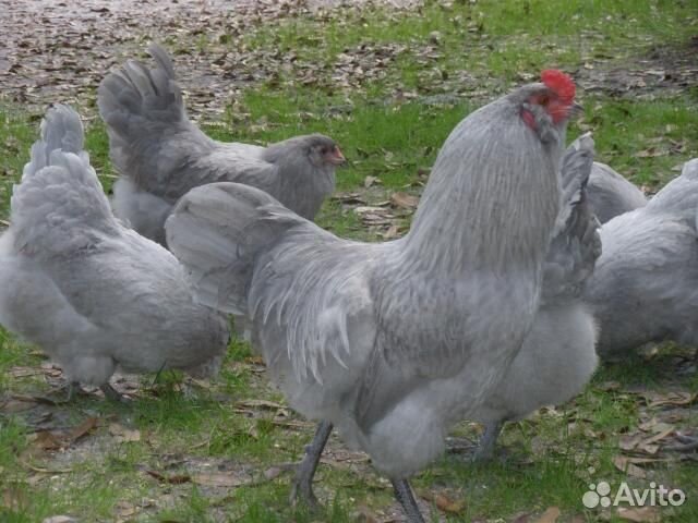 Инкубационное яйцо Маран, Амераукана, Йкогама