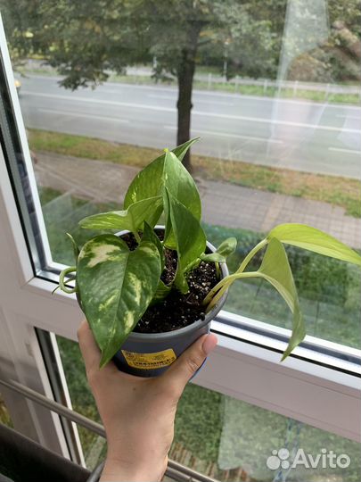 Комнатные растения