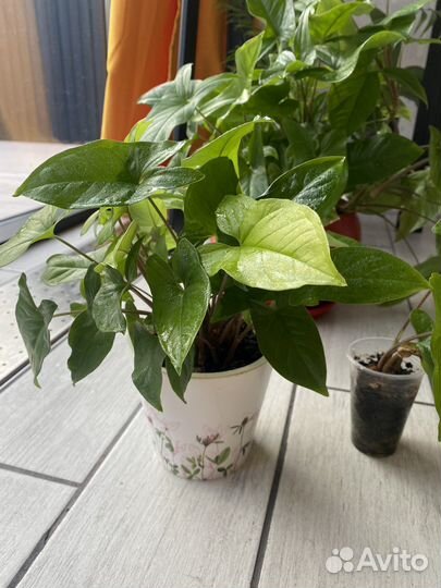 Сингониум ножколистный