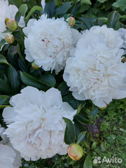 Пионы саженцы