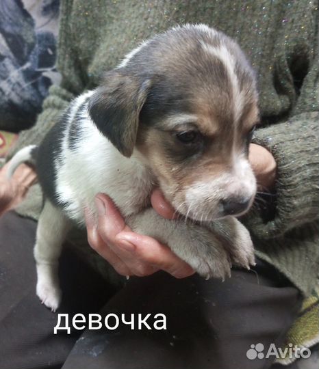 Щенки русской пегой гончей