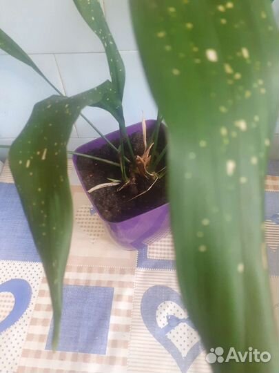 Аспидистра милки вэй