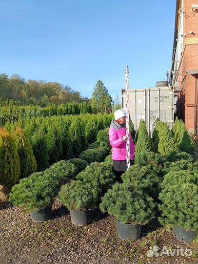 Сосна Горная Мугус, Пумилио