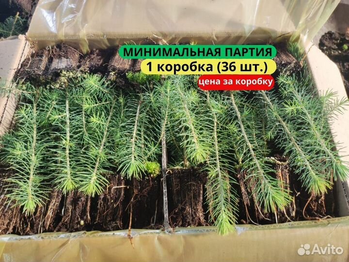 Саженцы ели зкс в розницу