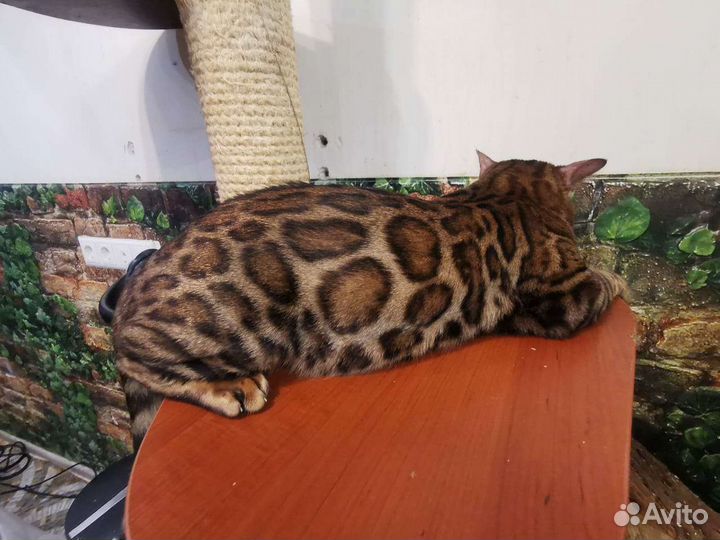 Бенгальский кот вязка кошечек