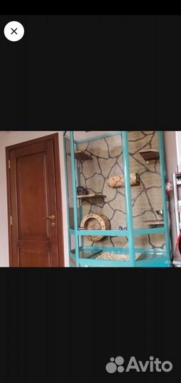 Витрина для шиншилл