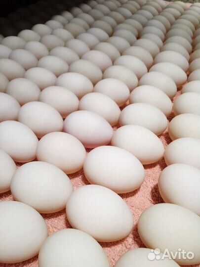 Яйцо утиное инкубационное