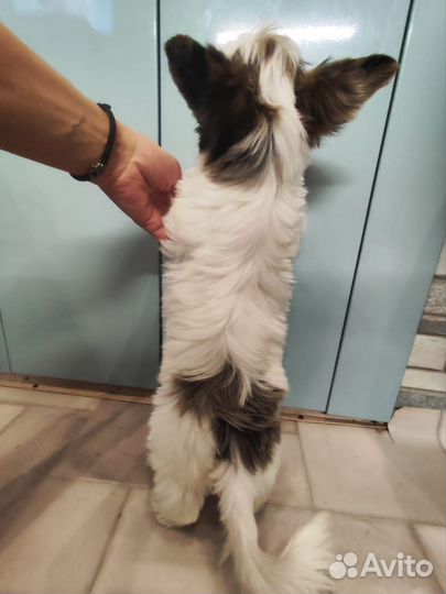 Йоркширский терьер