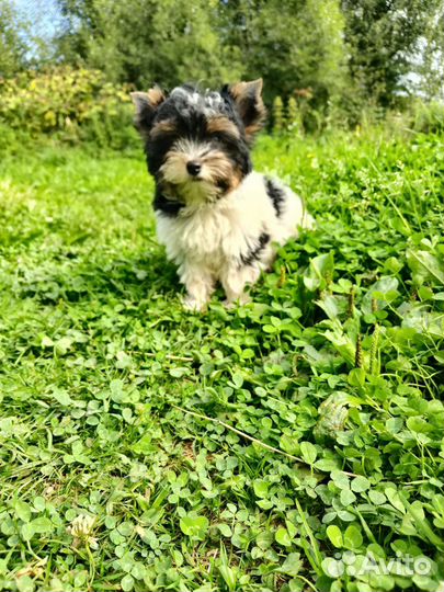 Очаровашка и красавчик