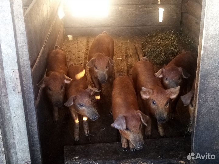 Поросята породы дюрок