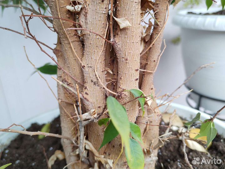 Фикус бенджамина большой