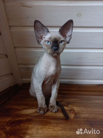 Кот девон-рекс