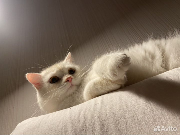 Британец в добрые руки