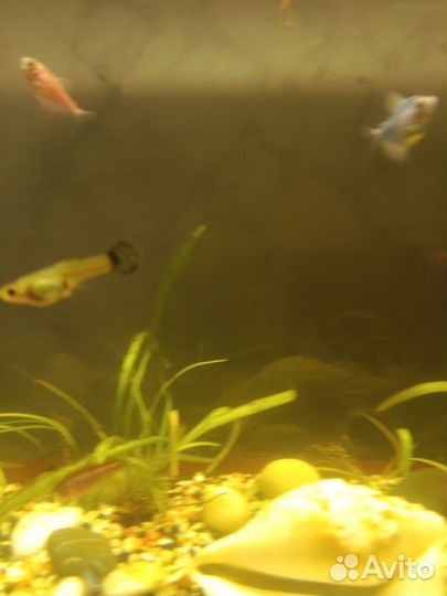 От дам гуппи рыбок