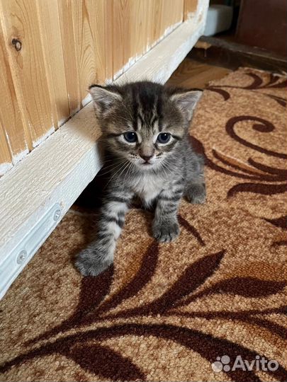 Котята