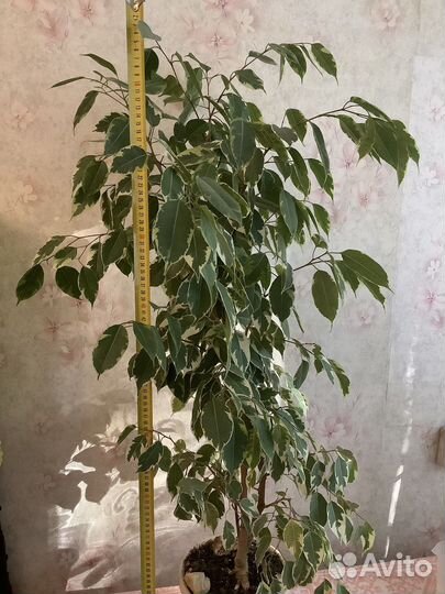 Фикус бенджамина