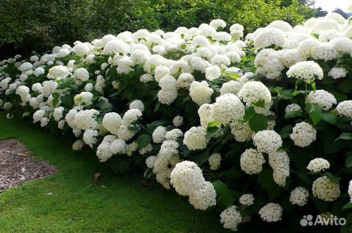 Цветущие кустарники