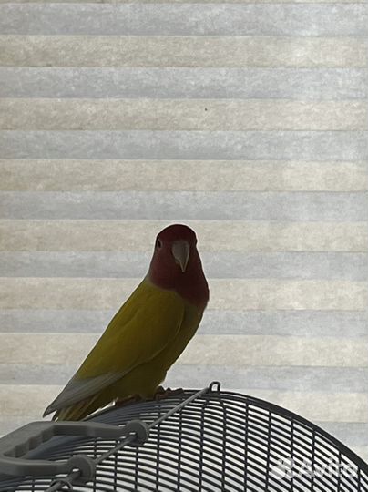 Пара неразлучников