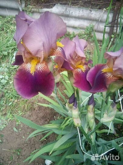 Ирисы
