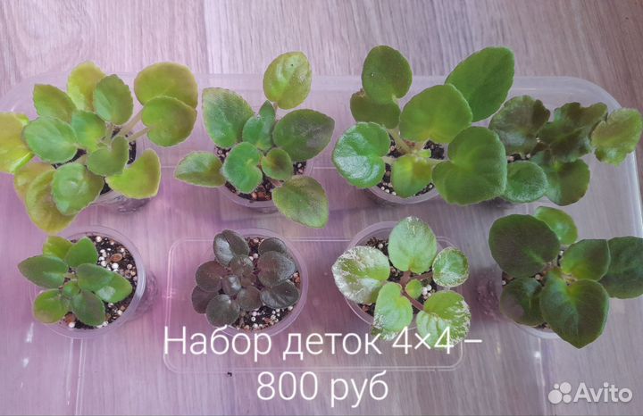 Фиалки набор деток