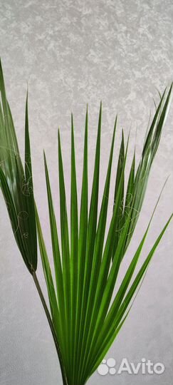 Пальма веерная