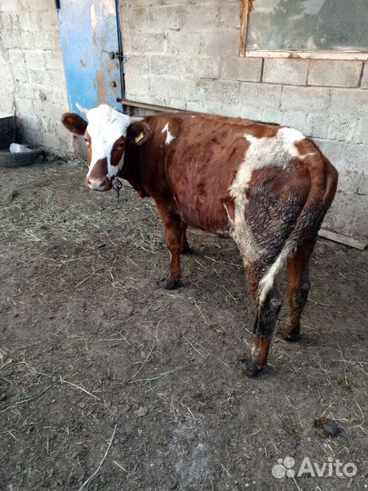 Продаются телки
