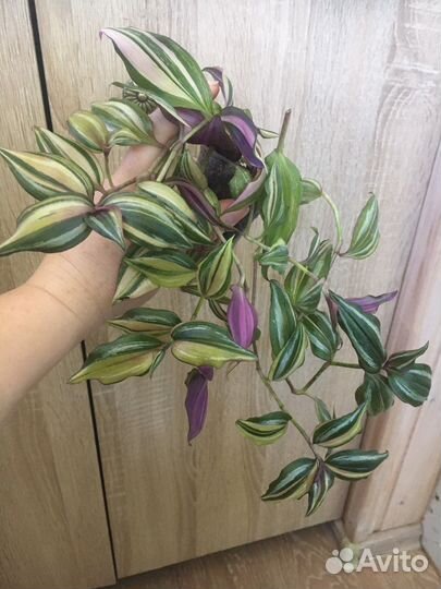 Растения для дома,Радигрин для укоренения