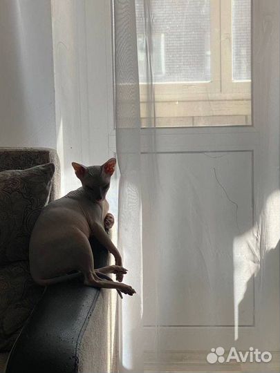 Вязка Донской Сфинкс