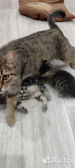 Отдам котят в добрые руки