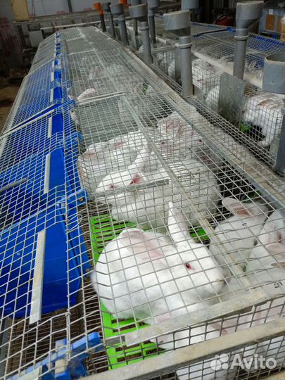 Кролики белый паннон